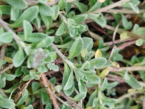 Alyssum fastigiatum, photograph 3