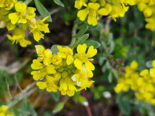 Alyssum fastigiatum, photograph 4