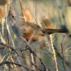 Rhinocrypta lanceolata