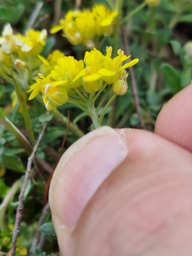 Alyssum fastigiatum, photograph 5