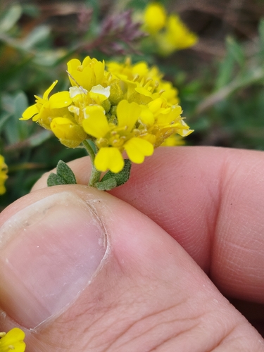 Alyssum fastigiatum, photograph 6