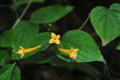 Bouvardia gracilipes