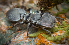 Cephalotes cristatus