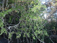 Ehretia rigida rigida