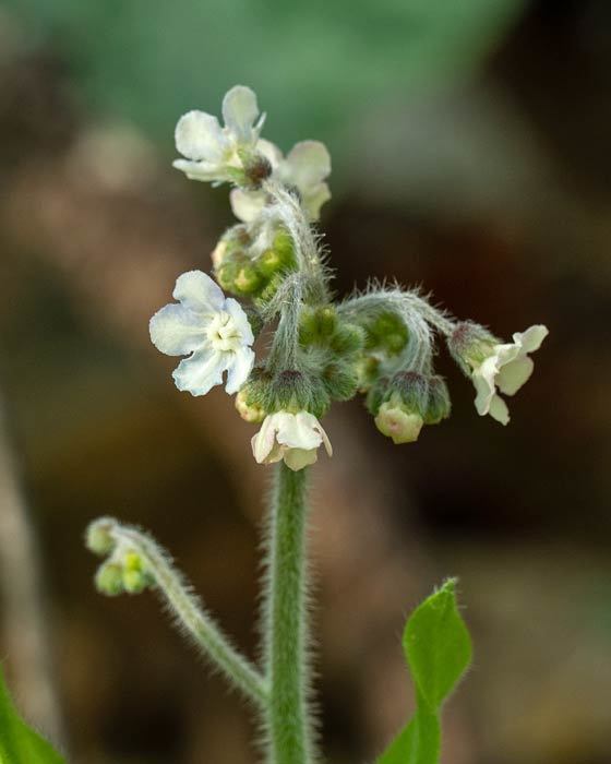 Andersonglossum