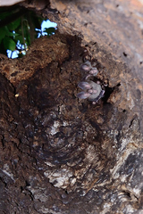 Chrotopterus auritus