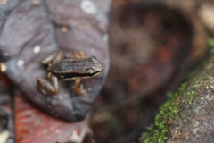 Allobates marchesianus
