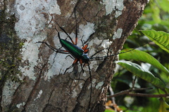 Callichroma holochlorum