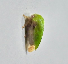 Ophiderma evelyna