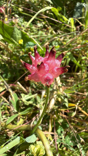 Trifolium fucatum, photograph 2