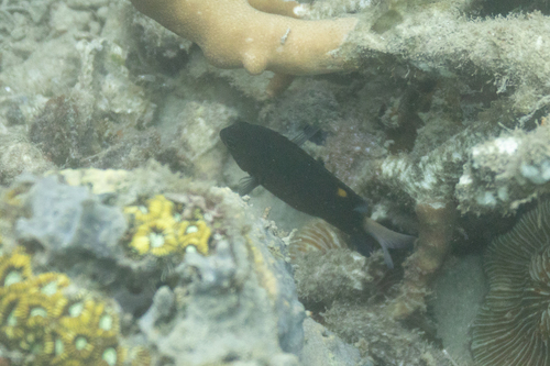 Pomacentrus burroughi observed 2026-05-20