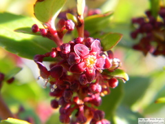 Maytenus magellanica