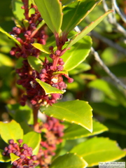 Maytenus magellanica