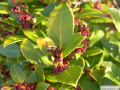 Maytenus magellanica