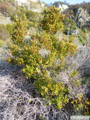 Maytenus magellanica