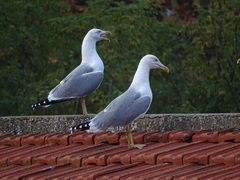Larus michahellis