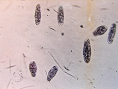 Euglena