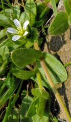 Cerastium fontanum