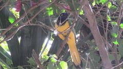 Cyanocorax yncas yncas