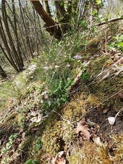 Arabidopsis arenosa