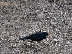 Turdus merula
