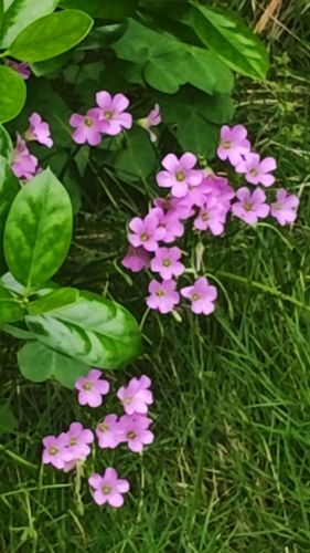 Largeflower pink-sorrel