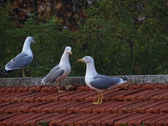 Larus michahellis