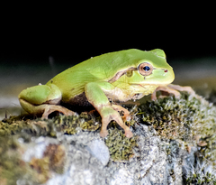 Hyla intermedia perrini