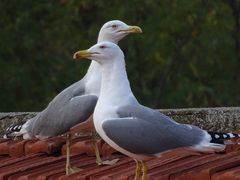 Larus michahellis