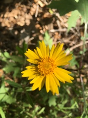 Coreopsis lanceolata image