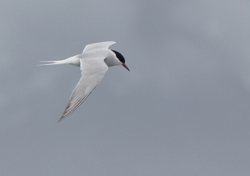 iNaturalist: (c) John Sterling, some rights reserved (CC BY-NC), uploaded by John Sterling iNaturalist image