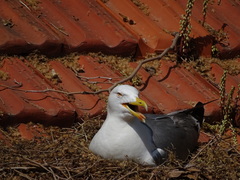 Larus michahellis