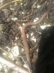 Batrachoseps major major