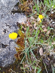 Ranunculus gramineus