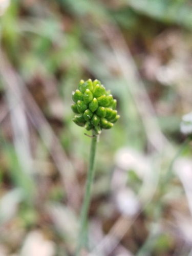 Ranunculus gramineus, photograph 3