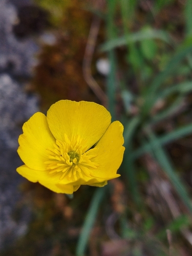 Ranunculus gramineus, photograph 4