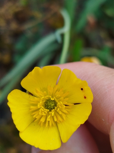Ranunculus gramineus, photograph 5