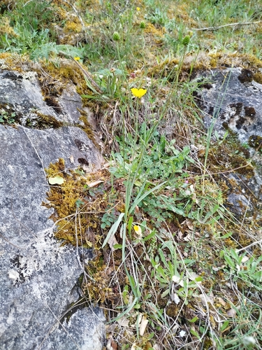 Ranunculus gramineus, photograph 6