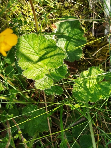 Geum sylvaticum, photograph 3