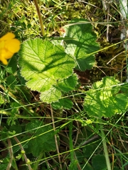 Geum sylvaticum, photograph (c) Celestino Quintela Sabarís, some rights reserved (CC BY)