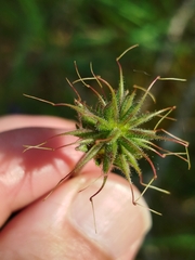 Geum sylvaticum, photograph (c) Celestino Quintela Sabarís, some rights reserved (CC BY)