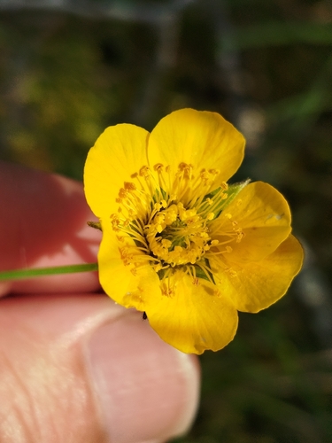 Geum sylvaticum, photograph 5