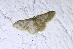 Idaea adipata