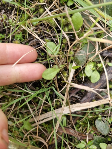 Gentianella grisebachii, 2026-05-12