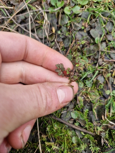 Acaena microphylla, photograph 3