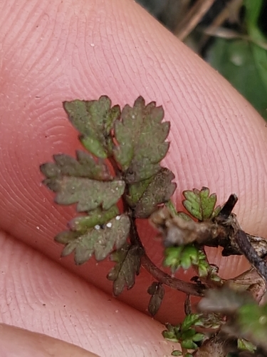 Acaena microphylla, photograph 5