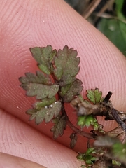 Acaena microphylla, photograph (c) Irisa Hudson, some rights reserved (CC BY)