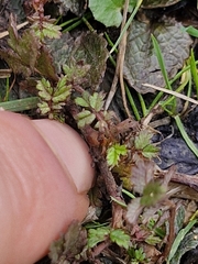 Acaena microphylla, photograph (c) Irisa Hudson, some rights reserved (CC BY)