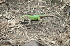 Ameiva ameiva