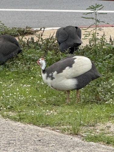 Helmeted Guineafowl